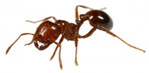 fireant fireant