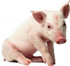 pig pig